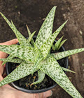 4" Aloe White Fox